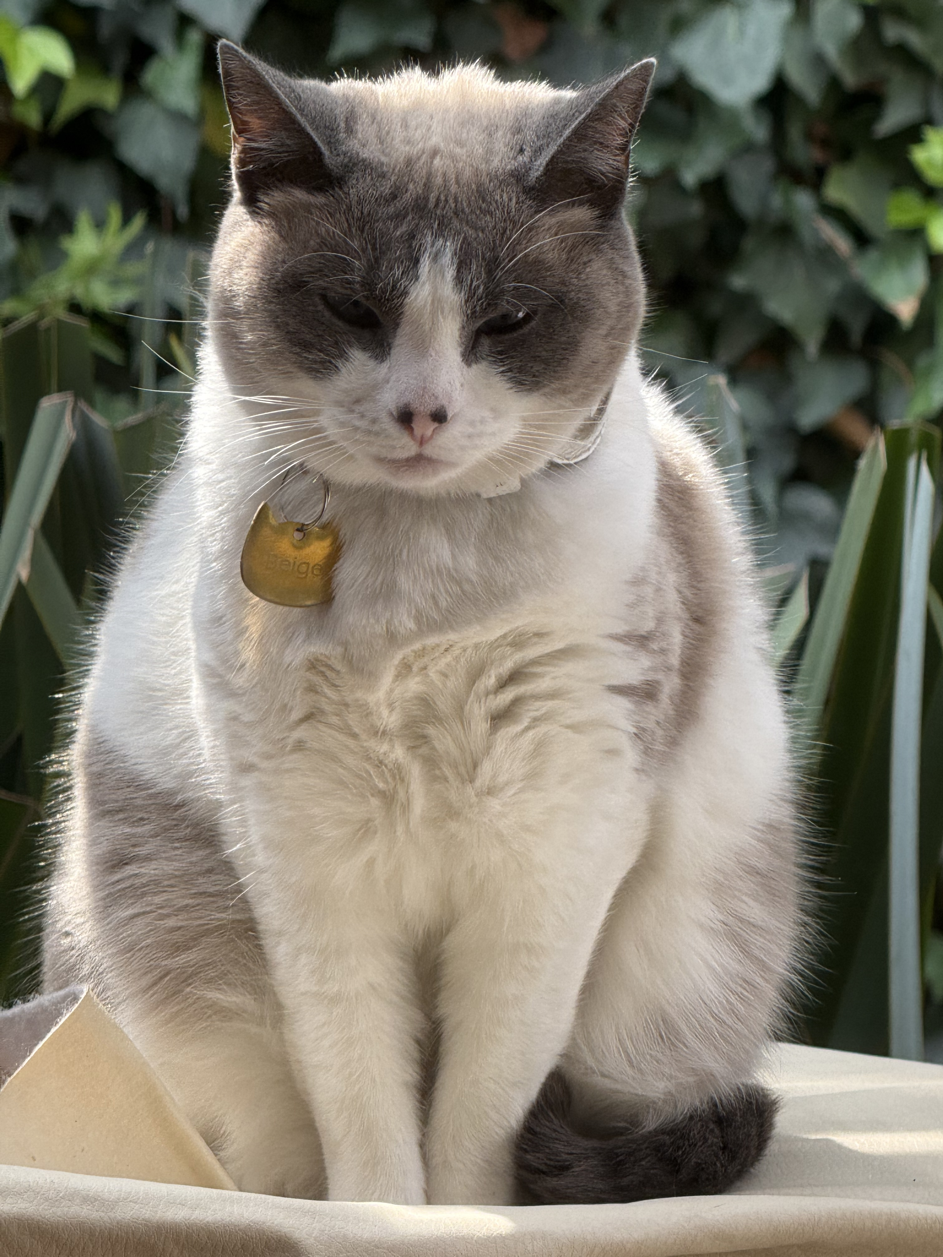 Beige, la michita blanca