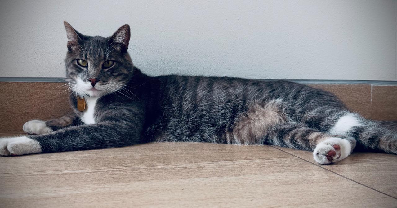 Neige, el michito gris